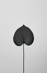 Black and white image of a solitary leaf with intricate details against a plain gray background, emphasizing natural beauty and simplicity.