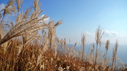 Fototapeta premium Korea Jirisan Silver Grass and Autumn Scenery