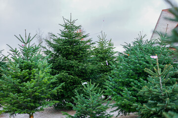 Christmas tree market.Lots of Christmas trees ready for sale.Christmas trees with labels at a...