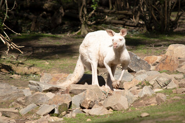 this is a large albino  kangaroo sticking his tongue out