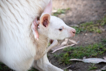 the albino joey kangaroo is in its mothers pouch