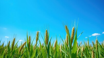 A vast green wheat field stretching out under clear blue skies in the vibrant spring season, fresh, crops