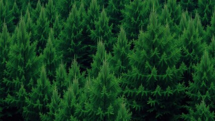 Beautiful image of tall fir trees with lush green foliage against a vibrant green background, green background, forest