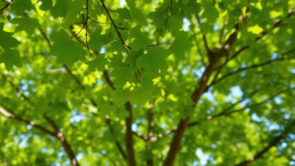 Blurred green tree leaves in natural environment on sunny summer day, ecology, sunny