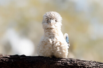 this is a close up of a blue winged kookaburra