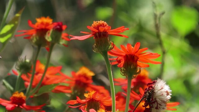 red flower in the garden, Mexican flamevine also known as orange-flowered groundsel 