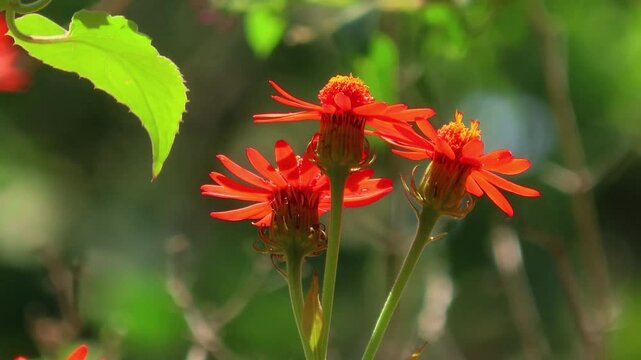 red flower in the garden, Mexican flamevine also known as orange-flowered groundsel 