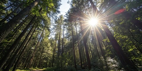 Sun shining through dense treetops with lens flare, sunlight, trees, forest, nature, bright, beams, rays, foliage, branches, morning