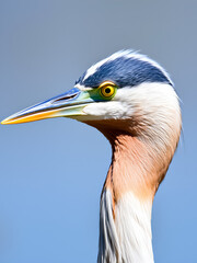 Closeup of a tricolored heron (Egretta tricolor)