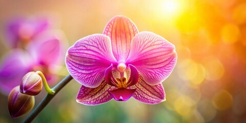 Obraz premium Graceful Silhouette of a Pink Orchid Flower with Striking Purple and Yellow Pistil, Captured Against a Soft Backdrop for Nature and Floral Enthusiasts