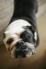 Close-up of an expressive bulldog with a distinctive black-and-white coat, captured indoors in a cozy home setting. Perfect for showcasing the charm and personality of a beloved family pet