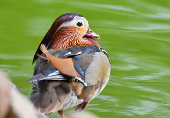 Male mandarin duck standing near a green pond