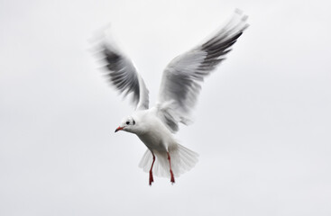 Seagull flying with open wings, closeup, isolated