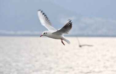 Seagull flying with open wings on a sea	