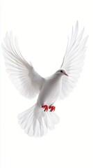 Obraz premium Majestic white dove in flight, wings spread wide against a pure white background, symbolizing peace and freedom with its graceful pose and red feet.