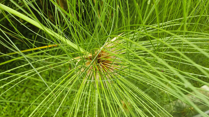 Egyptian plant paper Cyperus papyrus, is a material similar to thick paper that was used in ancient...