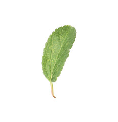 Fototapeta premium One green plum leaf isolated on white
