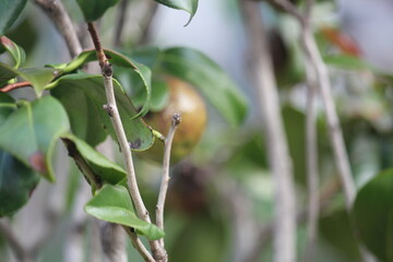 Image of camellia trees blooming on the Daecheongcheon trail