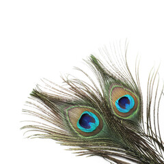 Obraz premium Two beautiful peacock feathers isolated on white
