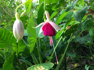 Beautiful fuchsia blooms in a lush garden setting