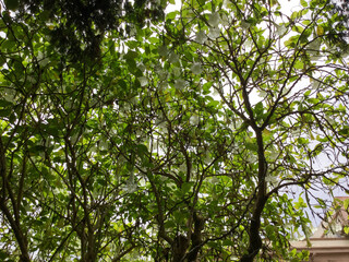 Fototapeta premium Lush green leaves create a natural canopy overhead