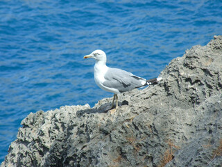 Obraz premium Seagull perched on rocky shore near ocean