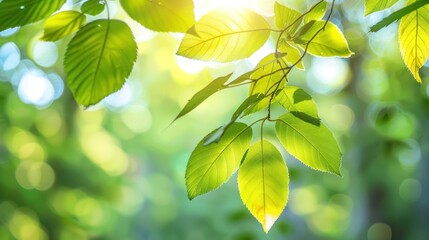 Obraz premium Blurred forest background with sunlight filtering through leaves telephoto lens summer daylight cool color