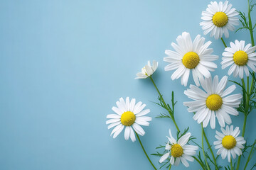 Fototapeta premium A cluster of white daisies with yellow centers against a soft blue background.