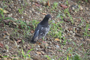 Image of pigeons searching for food on the Daecheongcheon trail