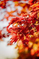 Vibrant orange red hues of autumn leaves stand out against a soft blue bokeh sky background which enhances the rich colors of the foliage and adds depth to the scene.