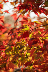 Hues of vivid red, orange, and yellow dot the sky in a rich back lit autumn foliage scene.