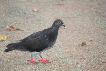 Image of pigeons searching for food on the Daecheongcheon trail