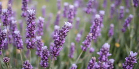Close up of vibrant purple lavender flowers in full bloom in a field, lavender, botanical