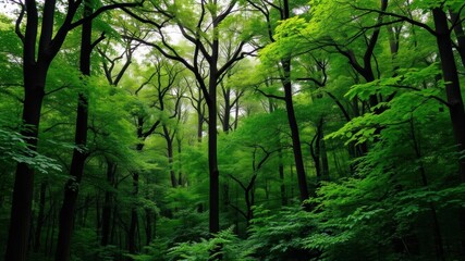 Obraz premium A lush, dense forest filled with towering trees and vibrant green foliage, creating a peaceful and serene natural setting, earth, protection