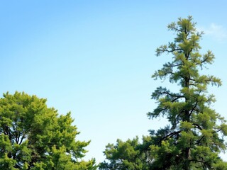 Obraz premium A single poplar tree standing tall in a field, isolated against a clear blue sky, natural, tranquility