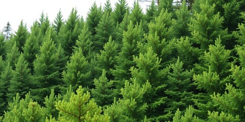 Fototapeta premium A single spruce tree standing tall against a white background, forest, tree