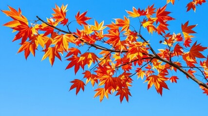 Pattern of vibrant autumn leaves falling gently from a tree against a clear blue sky background, sky, fall