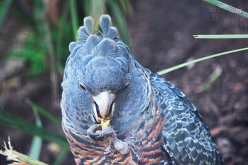 The male gang-gang parrot has a small, stocky cockatoo with a wispy grey crest, large, broad wings...