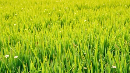 Obraz premium Background of lush green grass blades arranged in a uniform pattern, backdrop, grass
