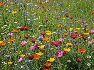 A vibrant array of flowers blooming in a meadow during spring, showcasing a beautiful palette of colors, meadow, fresh