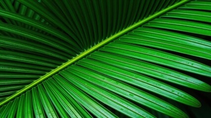Close up of natural palm leaf texture in vivid green tones, perfect for tropical backgrounds or design elements, green, leaf