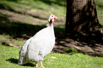 this is a side view of a helmeted guinea fowl walking across a field