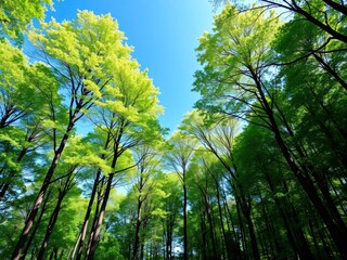 Obraz premium A lush green forest with tall trees and a clear blue sky above, lush, conservation