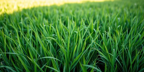 Obraz premium Lush, vibrant green grass field with blades swaying in the wind, outdoor, natural
