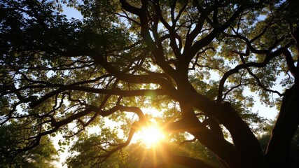 Lush green oak tree leaves illuminated by morning sunlight, creating a warm and magical atmosphere, tree canopy, serene
