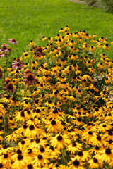 Coneflowers