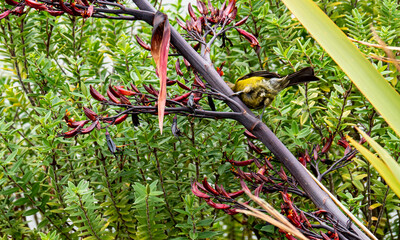 Fototapeta premium Bellbird on flax bush branch new zealand native bird species