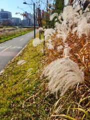 reed forest next to the bicycle room