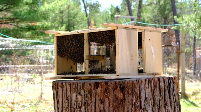 Honey bees swarming or crawling around queen inside delivery cage or meshed box placed on tree stump in sunny warm place before transferring them into new beehive