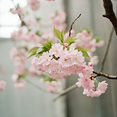 Obraz premium Close-up of delicate pink cherry blossoms on a branch.